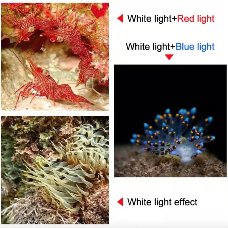 D10 Super Bright Diving Flashlight 100m IPX8 Waterproof with 3 Color Settings for Underwater Photography